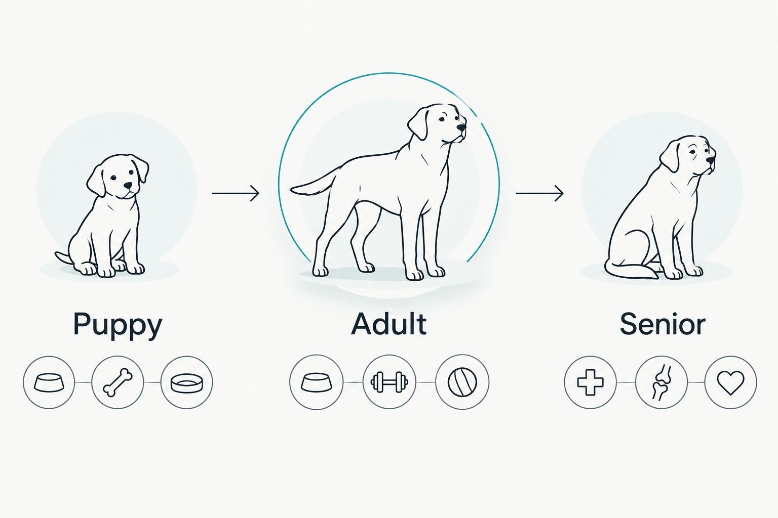 Three life stages of a dog: puppy, adult and senior