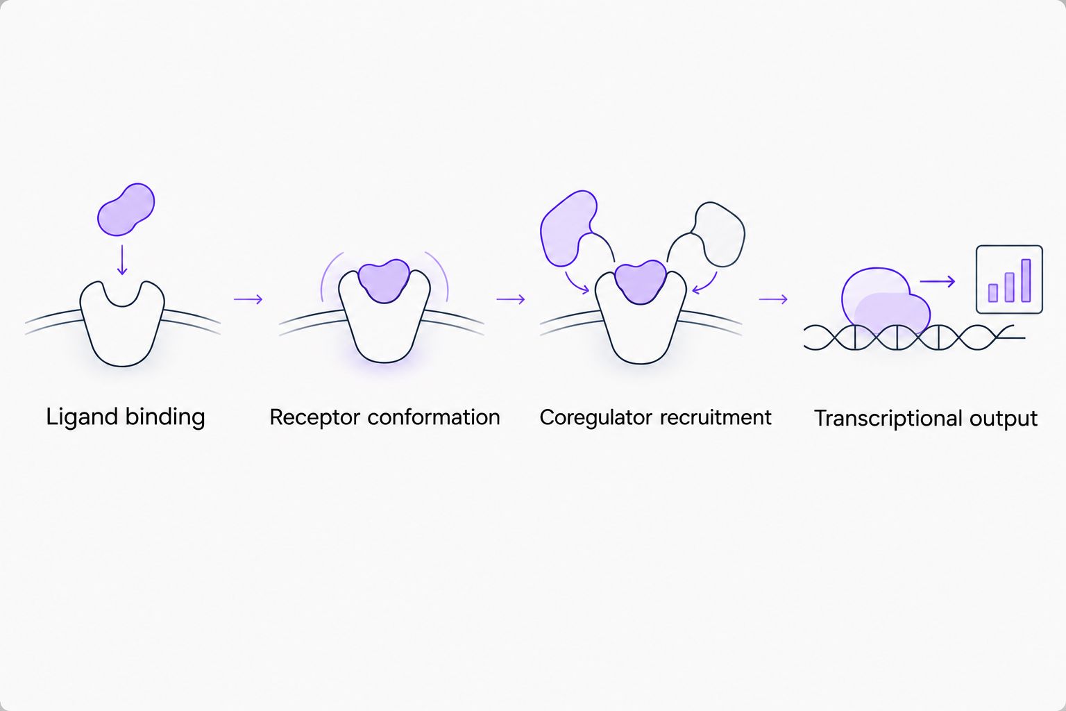 Conceptual sequence connecting estrogen receptor ligand binding to transcriptional output.