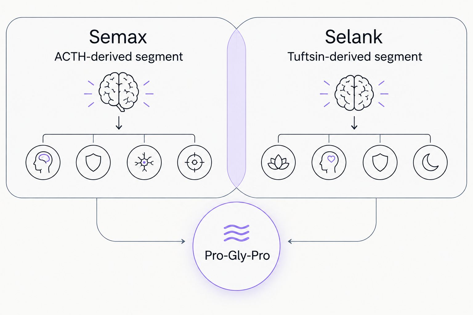 Semax and Selank have different structural origins but share a Pro-Gly-Pro terminal segment.