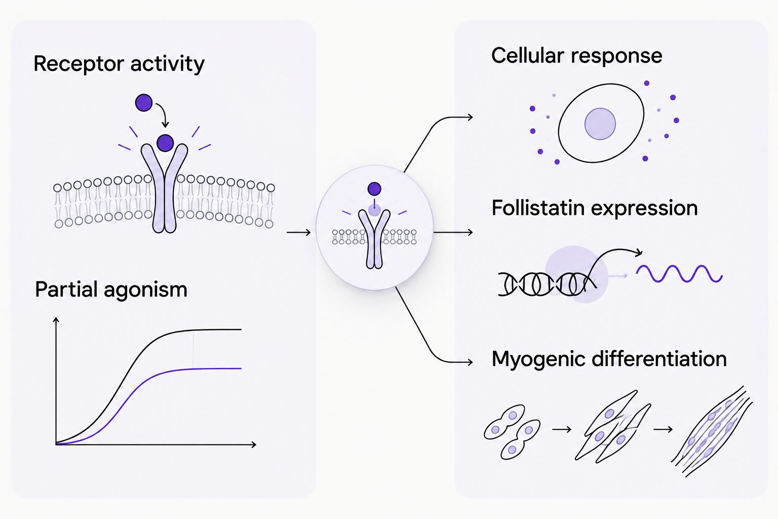Separate columns distinguish YK-11 receptor activity from reported cellular differentiation findings.