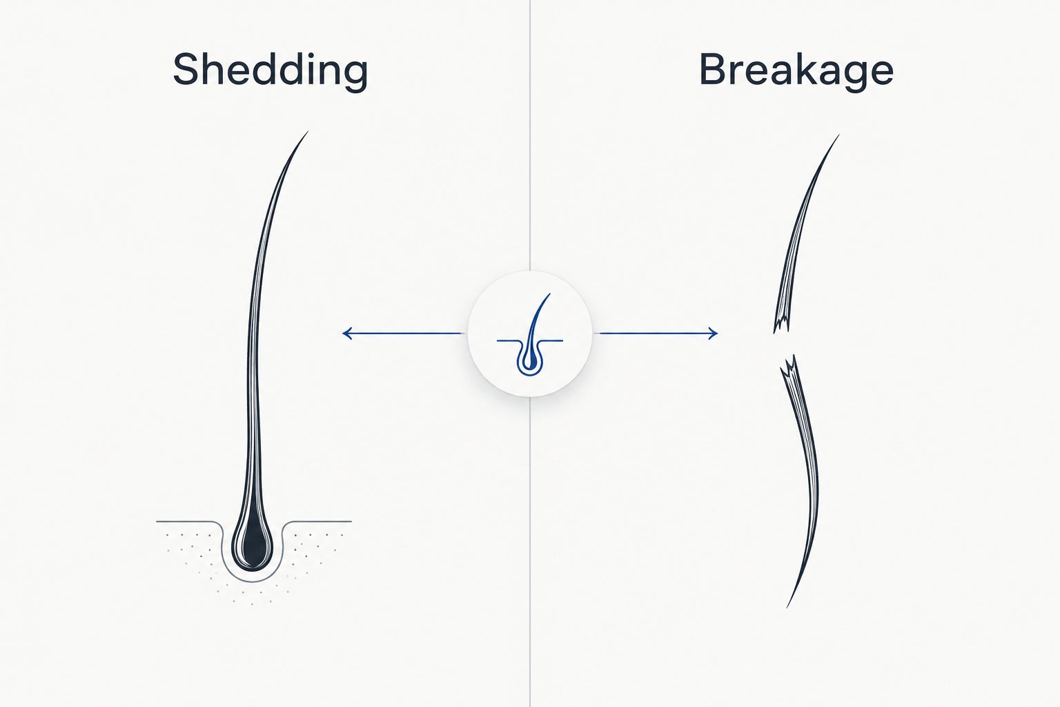 Comparison of a full-length shed hair and a broken strand