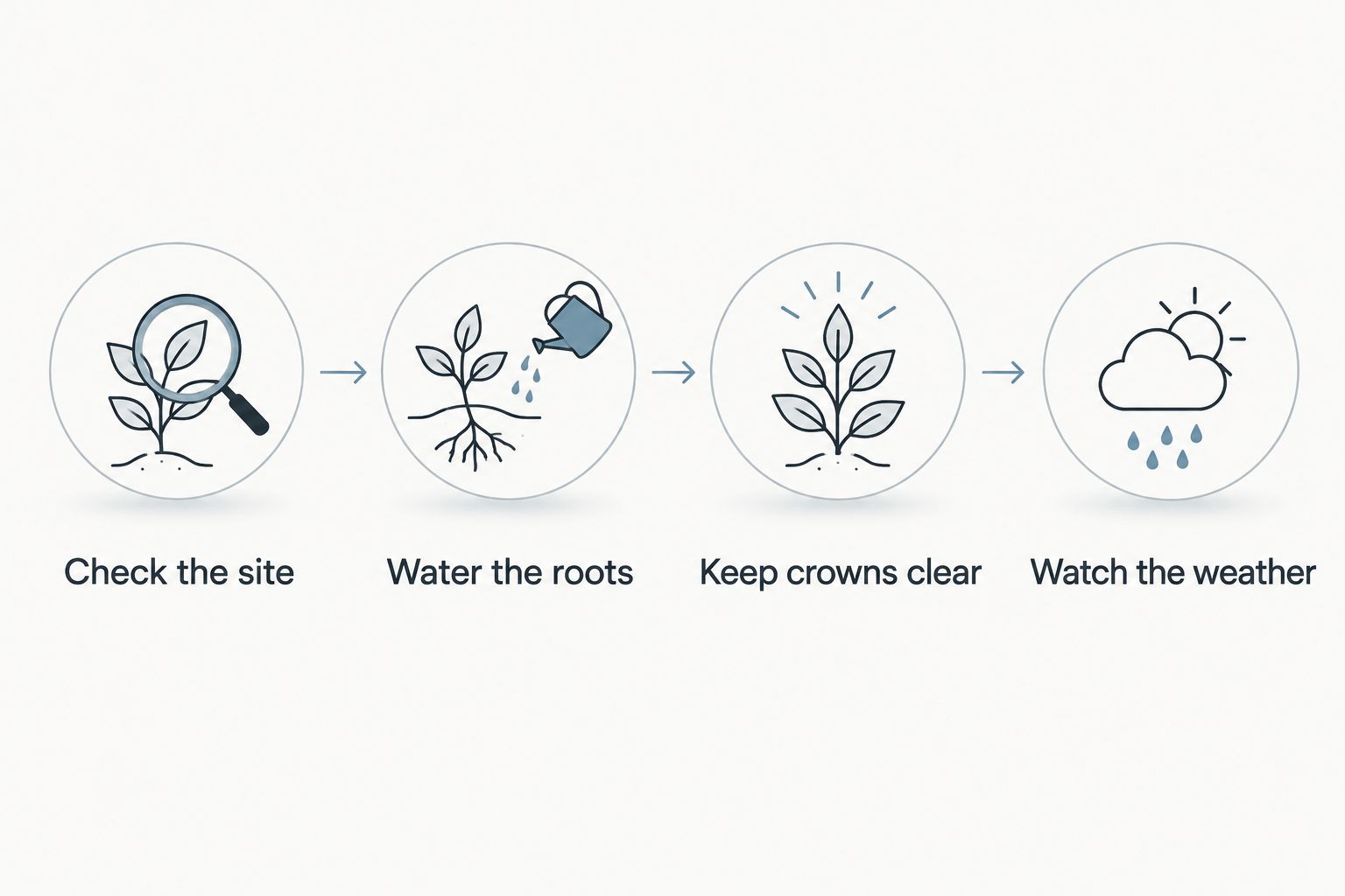 Four pansy planting steps covering site choice, root watering, crown depth, and weather checks