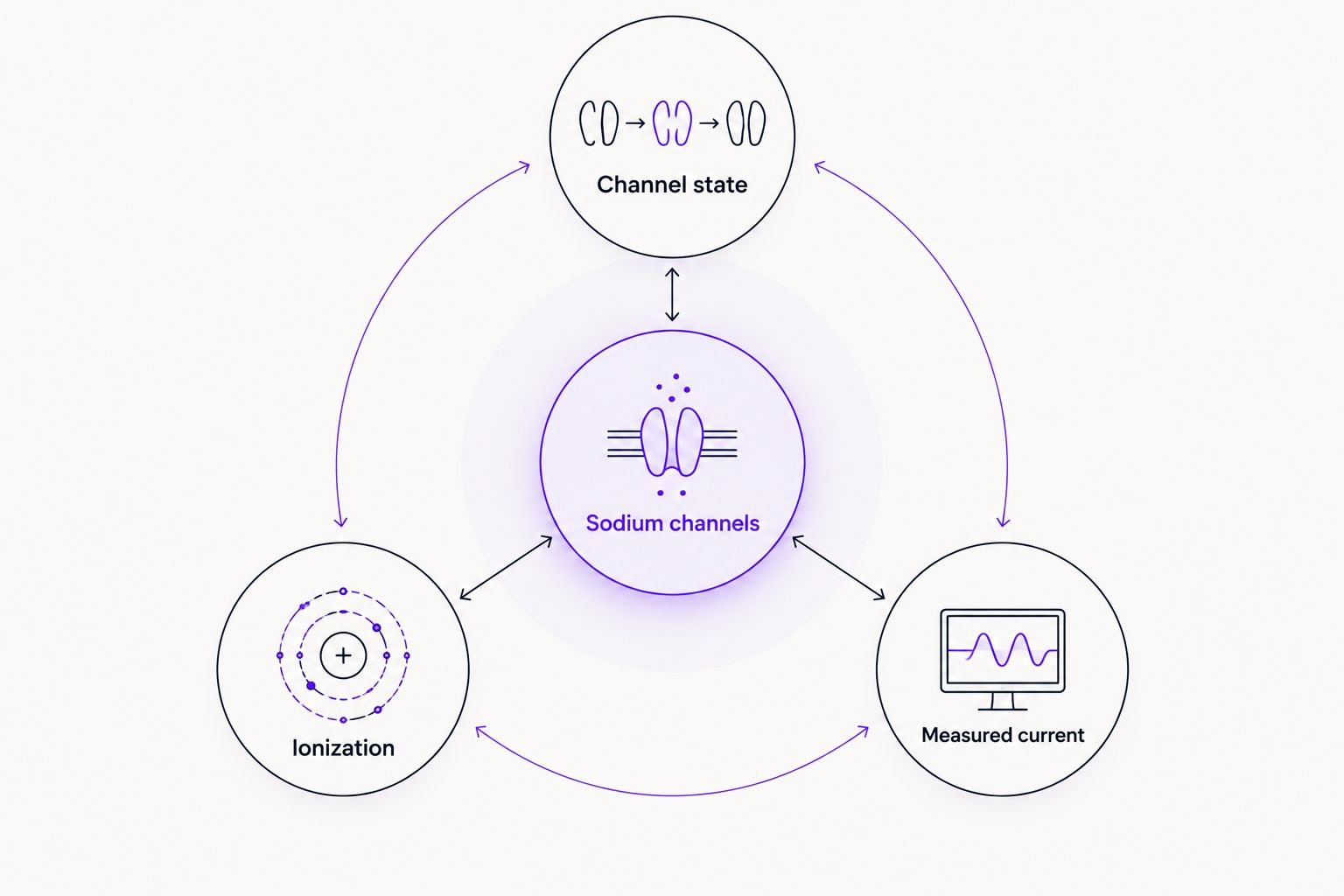 Conceptual relationship between sodium channels, channel state, ionization, and measured current.