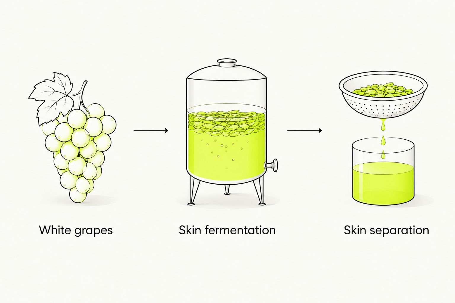 White grapes move through skin fermentation and skin separation to explain orange-wine production.