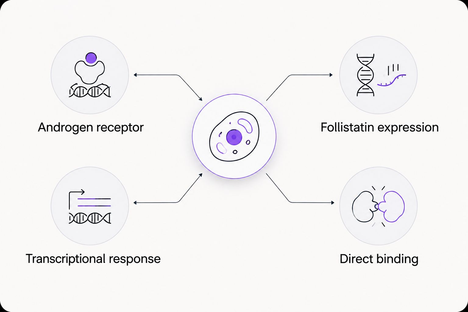 Distinct evidence categories for androgen receptor signaling, follistatin expression, and direct binding