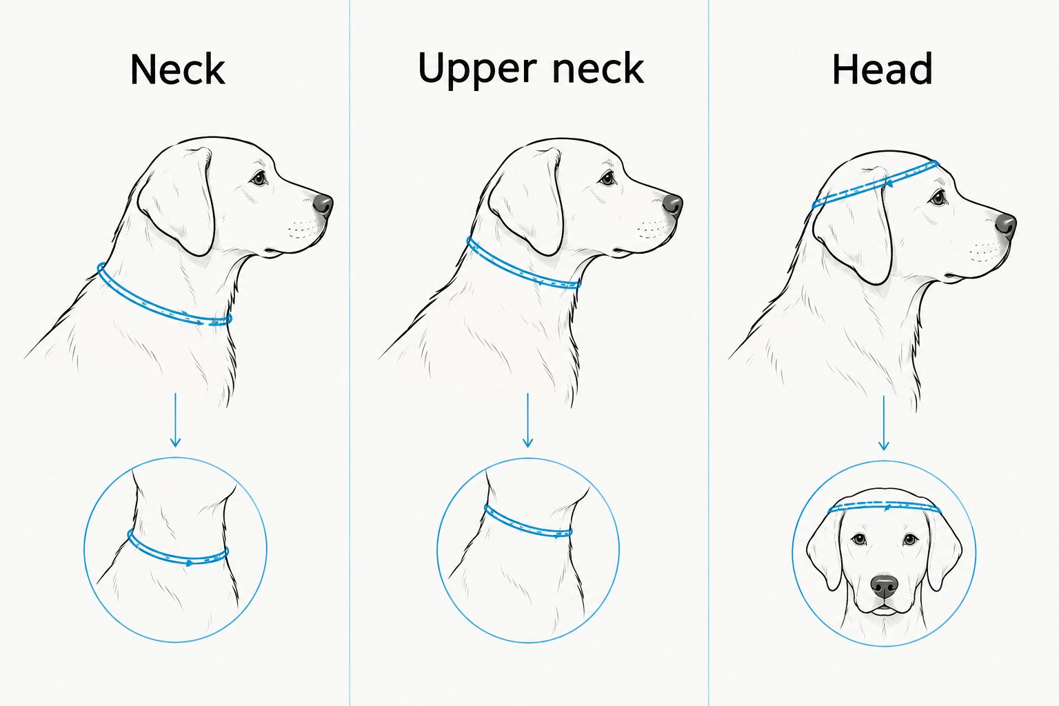 Three measurement locations for checking a slip-on martingale collar: neck, upper neck, and head.