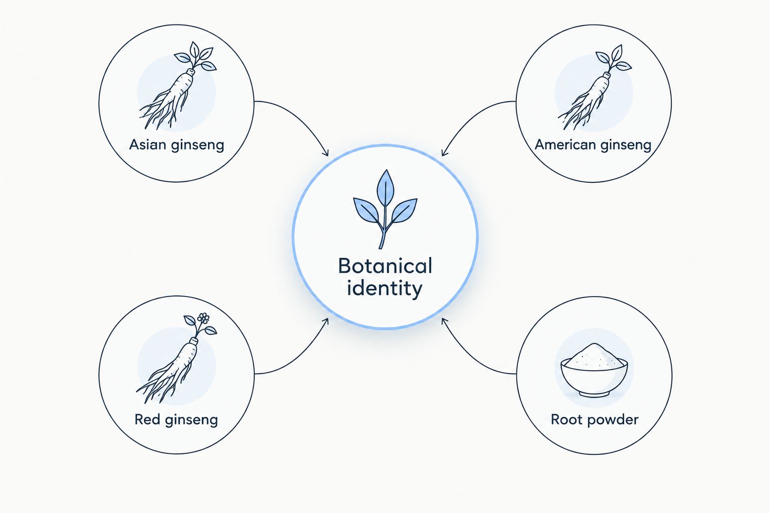 Diagram separating Asian and American ginseng from red ginseng and root powder preparations