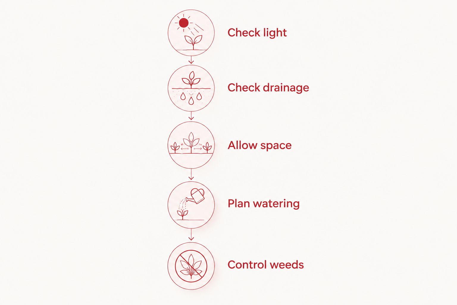 Five planting steps covering sunlight, drainage, mature space, watering, and weed control