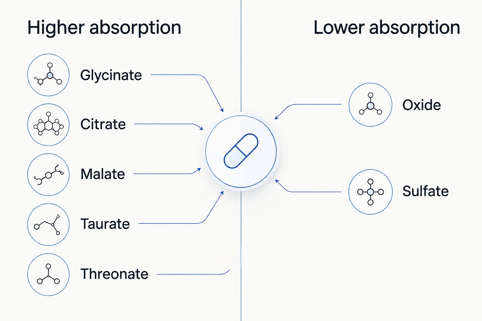 Two-column diagram comparing higher-absorption and lower-absorption magnesium forms