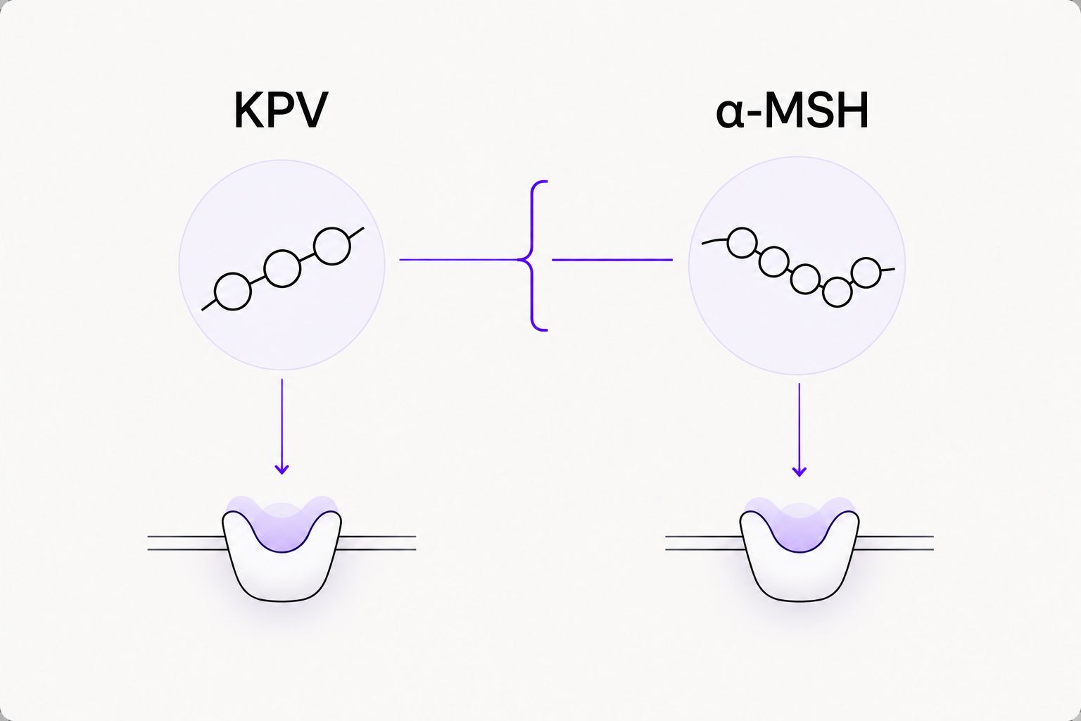 KPV and α-MSH shown as related but distinct peptide entities