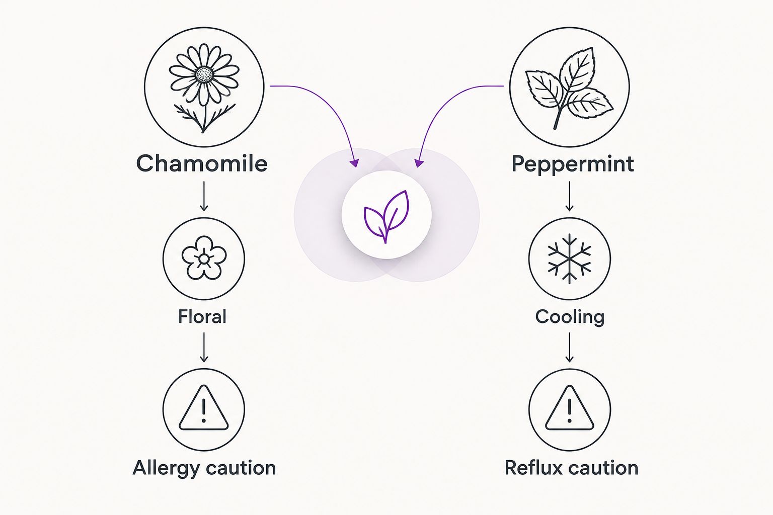 Chamomile and peppermint compared by flavor and their main safety cautions.
